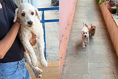 Cachorrinha ganha amigo inesperado após tutora resgatar cão perdido, mas reencontro muda tudo.