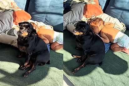 A Chloe é maior que ele: Pinscher minúscula fica vigiado bebê a todo instante e cena encanta