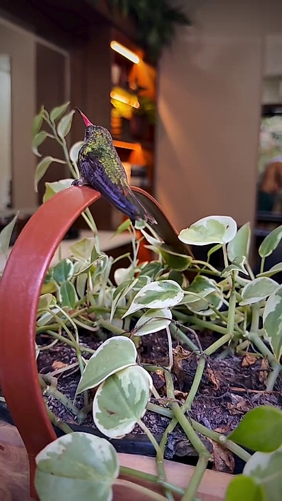 Ivandro levou a ave até um vaso de plantas.
