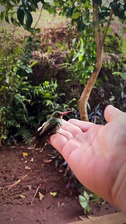 O beija-flor era filhote.
