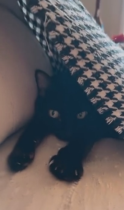 Pretinha, uma gata preta que viveu por 13 anos ao lado da família. 