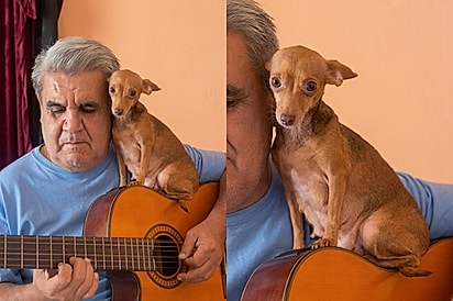 “Lugar cativo”: chihuahua vira fã número 1 de violonista e acompanha ensaios de cima do violão.