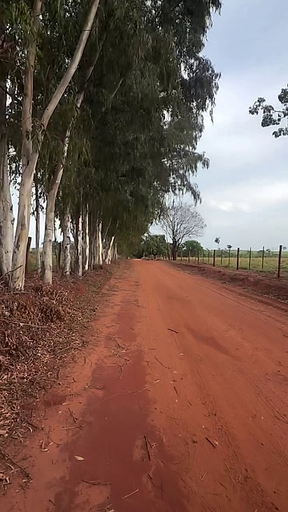 O grupo avistou os animais de longe.