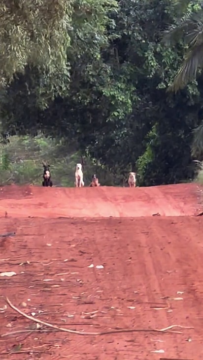 Os quatro cães estavam formados em fila.