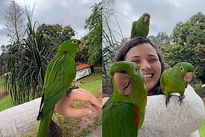 Eles estão me procurando: Maritacas voltam todos os dias visitar amiga e cena encanta