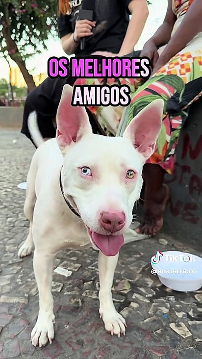 A cachorrinha salvou a tutora de um assédio.