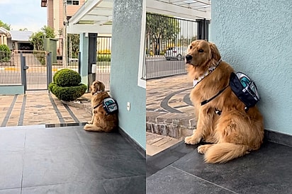 “Um aluno dedicado”: Golden sabe o dia da creche e reação ao ver transporte chegando encanta.