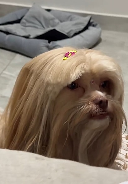 Kiki aparentemente desconfortável com a tosa.