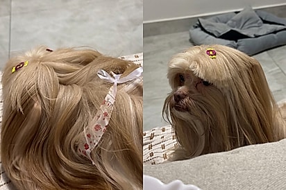“Sabe quando a criança corta a franja sozinha?”: cachorrinha se mexe na tosa e ganha visual engraçado.