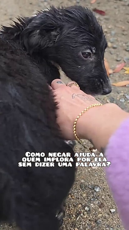 O cão parecia pedir para ser resgatado.