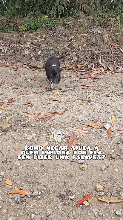 O filhote estava na beira da estrada.