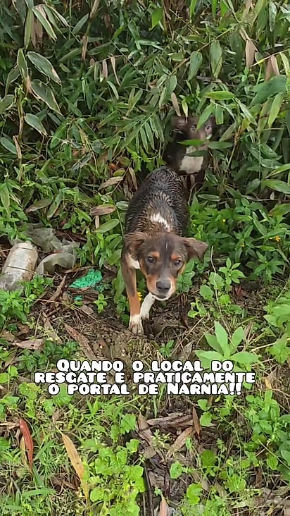 O restante da família se escondeu no meio do mato.