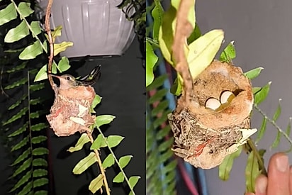 “Preguiçosa nada”: beija-flor reaproveita ninho em samambaia e transforma jardim em berçário.