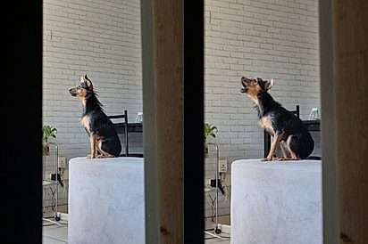 “O amor cura”: cachorrinha que passou um mês sem latir finalmente encontra sua voz após adoção.