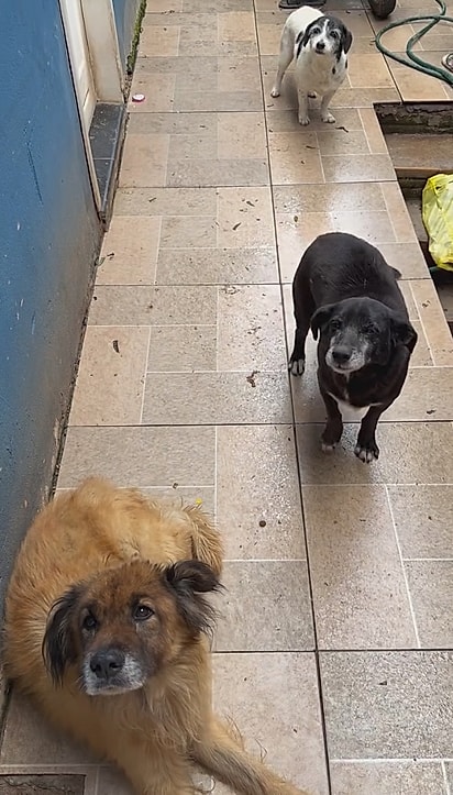 A mãe de Stéfani resgatou a maioria dos cães que moram com a família.