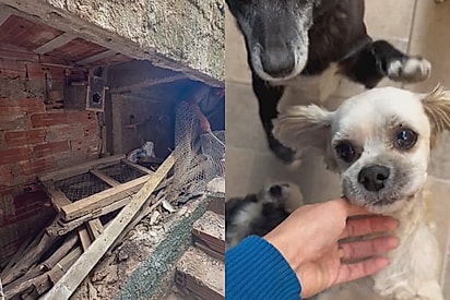 Mulher faz reforma em casa e transforma buraco embaixo de escada no cantinho dos pets