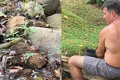 Com licença, o senhor vai comer isso?: Cobra-dágua chega toda educada para pedir comida e cena chama atenção