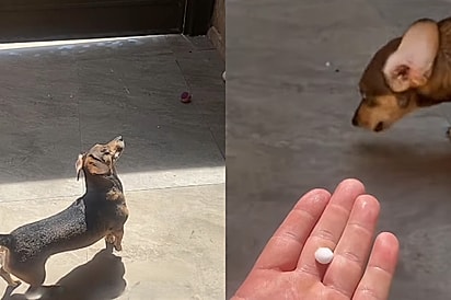 Cachorro que adora comer gelo tem chuva de petiscos em dia de granizo