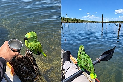 Meu herói tem uma canoa e um remo: papagaio é resgatado por homem que o leva até um lugar seguro