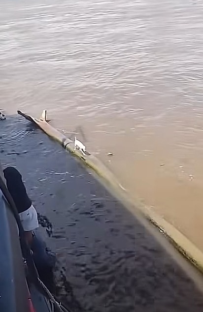 O cão tentava se equilibrar sobre a madeira.