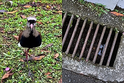 “Se for difícil encontrar pessoas boas, seja uma”: biólogo percebe quero-quero aflito e salva dois filhotes presos em bueiro.