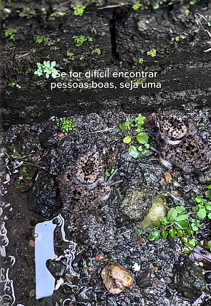 Dois filhotinhos indefesos foram encontrados dentro do bueiro.