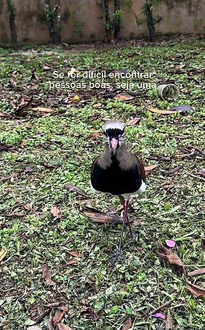 Conhecido pelo forte instinto protetor, o quero-quero permaneceu perto do bueiro enquanto os filhotes aguardavam ajuda.
