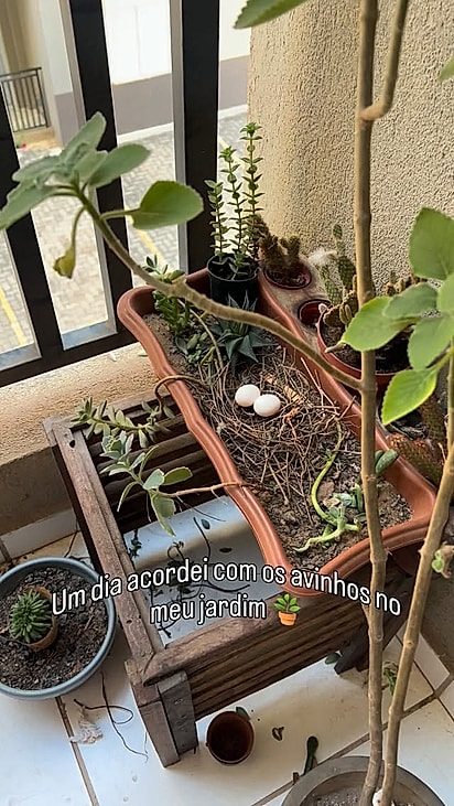 Mônica Ramos se deparou com dois ovinhos no vaso de planta de sua sacada.