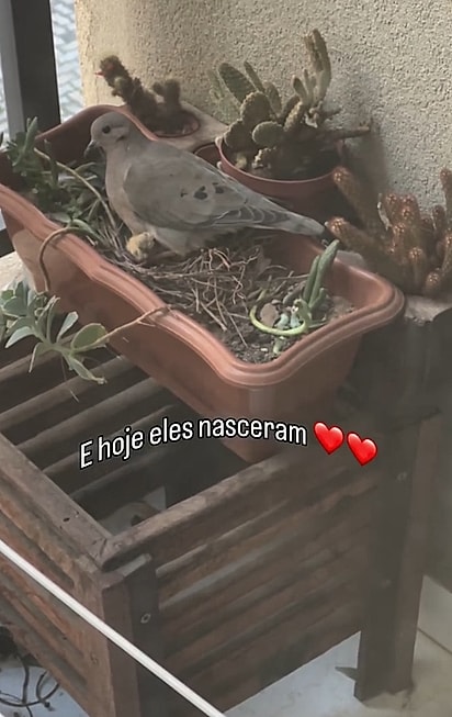 Dia após dia, Mônica acompanhou de longe os cuidados da ave com os ovos.