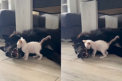 O gato do mesmo tamanho de um dente dele: Filhote praticamente entra na boca de cadela gigante e reação impressiona