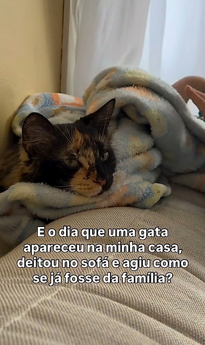 A gatinha bem plena em sua nova casa.
