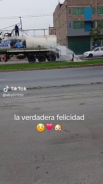 Os cães pulavam para alcançar a água.