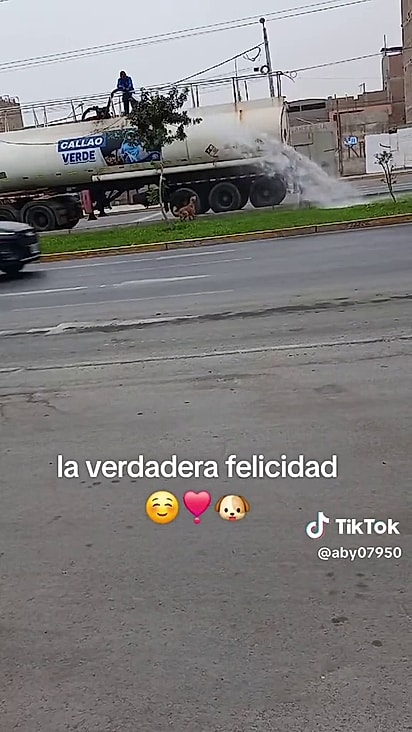 Os animais seguiam o caminhão.
