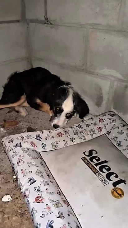 O cãozinho estava assustado.