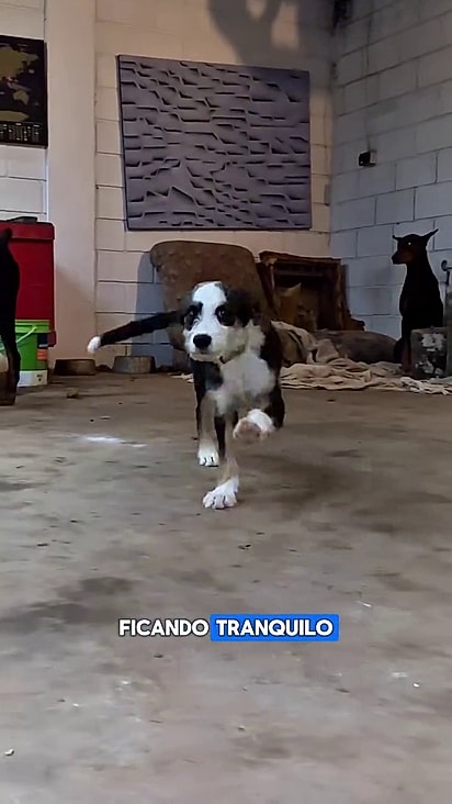 Pepper já está adaptado ao novo lar.