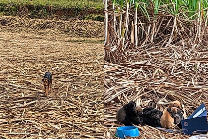 Me descartaram no canavial com meus bebês: Cadela abandonada com sete filhotes recebe uma nova chance