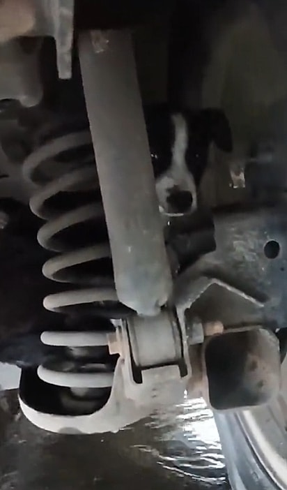 O cachorrinho estava preso sob o veículo em uma manhã de chuva.