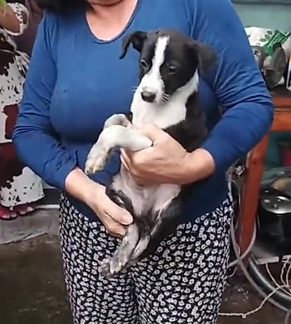 Depois de momentos de preocupação, o filhote conseguiu sair sozinho debaixo do carro.