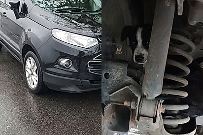 Pitbull percebe filhote preso sob carro, alerta tutora e ajuda a mudar o destino do pequeno.