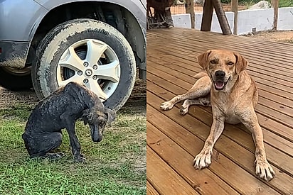 Garotinha insiste em salvar cão sem pelos e anos depois família mostra o lindo caramelo que ele se tornou