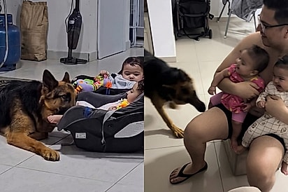 “Elas ganharam um irmão mais velho”: pastor alemão protege gêmeas e arranca as melhores gargalhadas das pequenas.