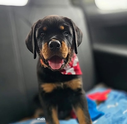 Luca é um Rottweiler.