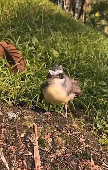 Durante cerca de seis meses, a veterinária acompanhou de perto o crescimento e a preparação de Bento para voltar à natureza.