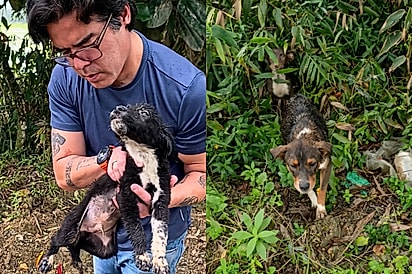 Casal encontra filhote sozinho na estrada, volta por intuição e descobre família escondida no mato.