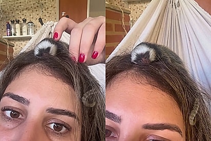 “Você me adotou, foi?”: filhote de sagui cai em quintal e se agarra ao cabelo de moradora