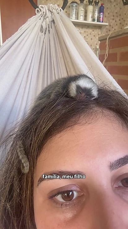 O filhotinho se sentiu confortável no cabelo da humana.