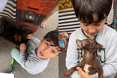 “Fui comprar batatas, voltei com um doguinho”: menino vai à feira com o pai e volta com melhor amigo.