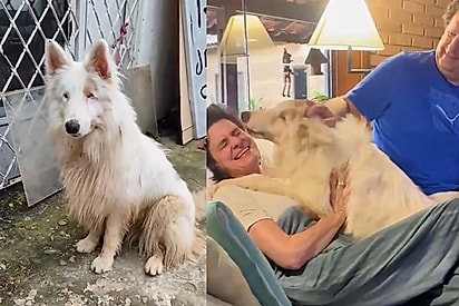 “Parece que já estava escrito nas estrelas”: Cão cego conhece adotantes e imediatamente se entrega em lambeijos