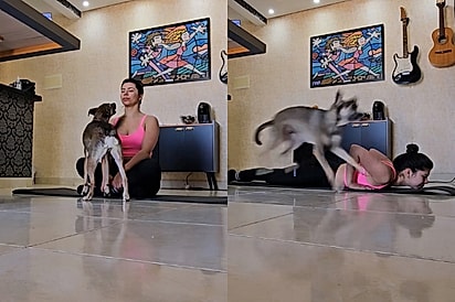 “Ele também me resgatou”: cão que tremia após sofrer nas ruas hoje rouba a cena durante aula de ioga.