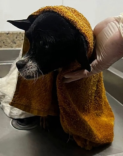 Yoda após o primeiro banho.
